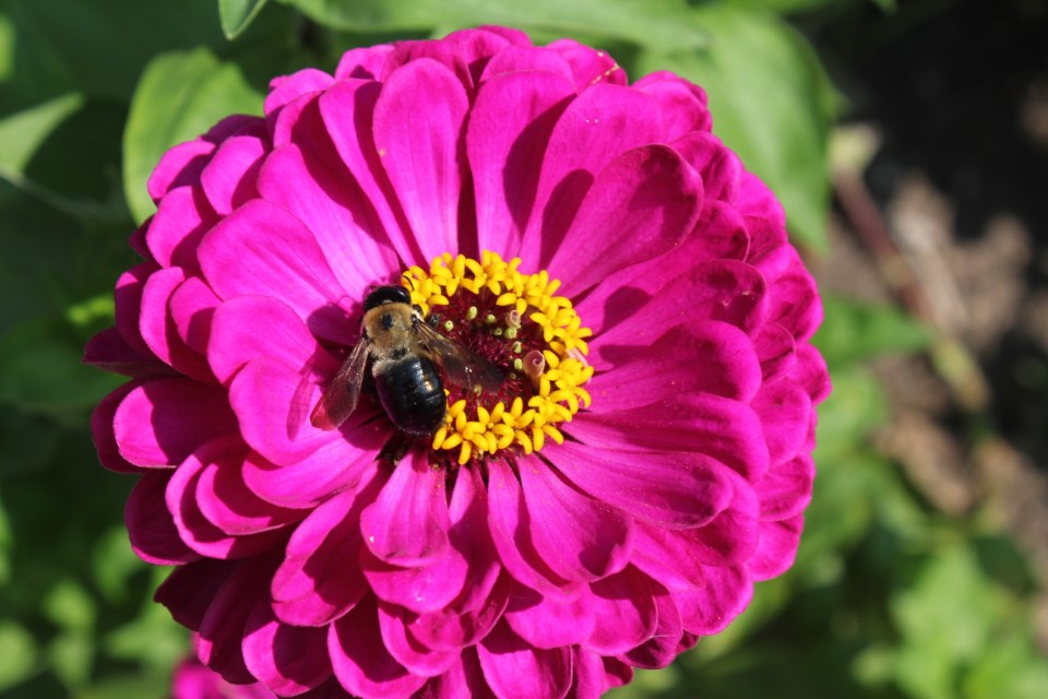 Bee sitting on pink flower.