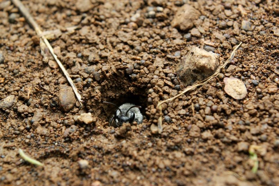 Bee peeking out of a nest in the soil.