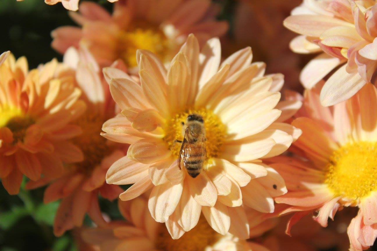 Bee sitting on orange flower.