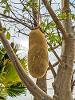 A brownish-colored oblong and fuzzy fruit hangs from a tree