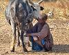 A man kneeling next to a cow and holding a bucket