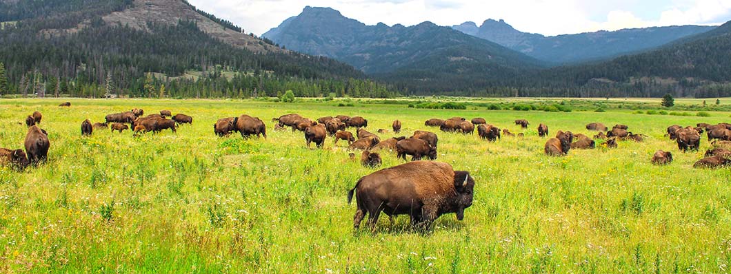 bison herd against mountain backdrop