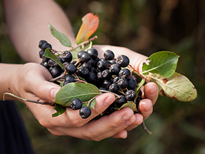 aronia berries and leaves being held in a person's hands