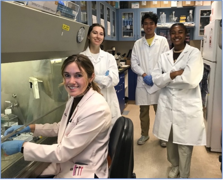 Research trainees in Microbiology at MSU are culturing gastric organoids from a tissue sample for studying  Helicobacter pylori infection. 
