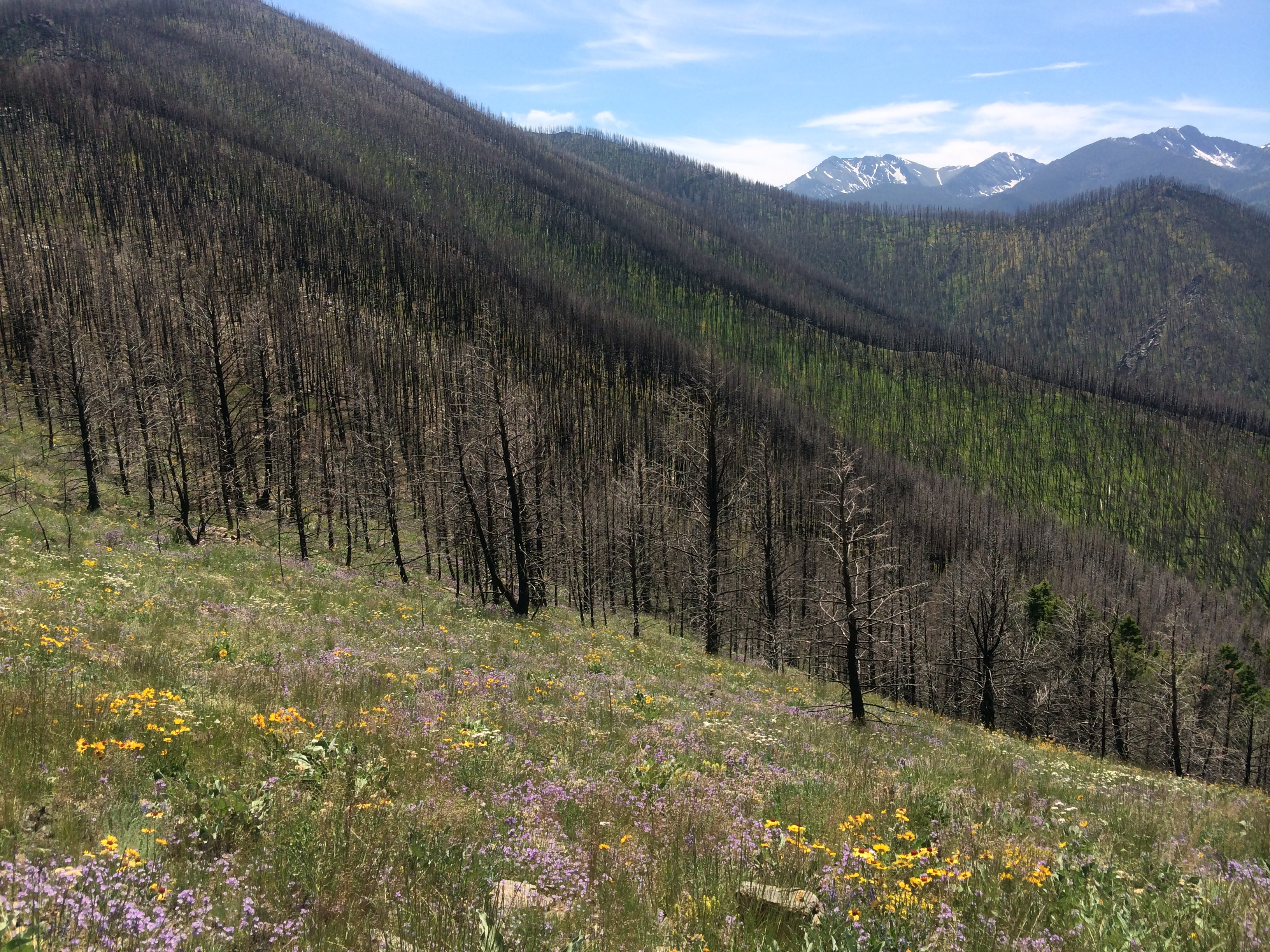 Aftermath of a wildfire in a mountain woodland