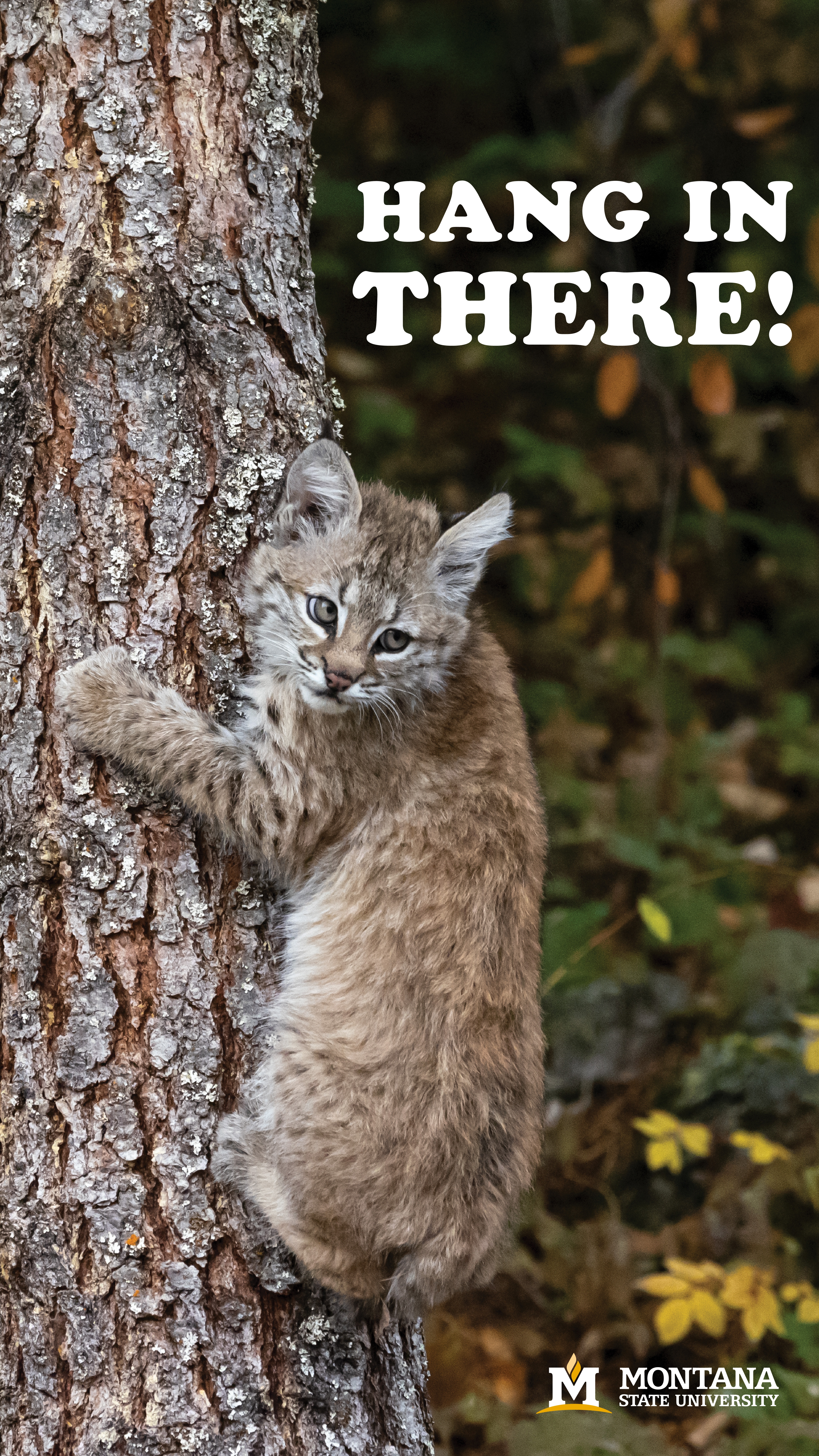 Bobcat hanging from the trunk of tree