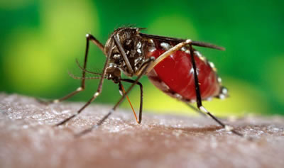 zika-carrying mosquito