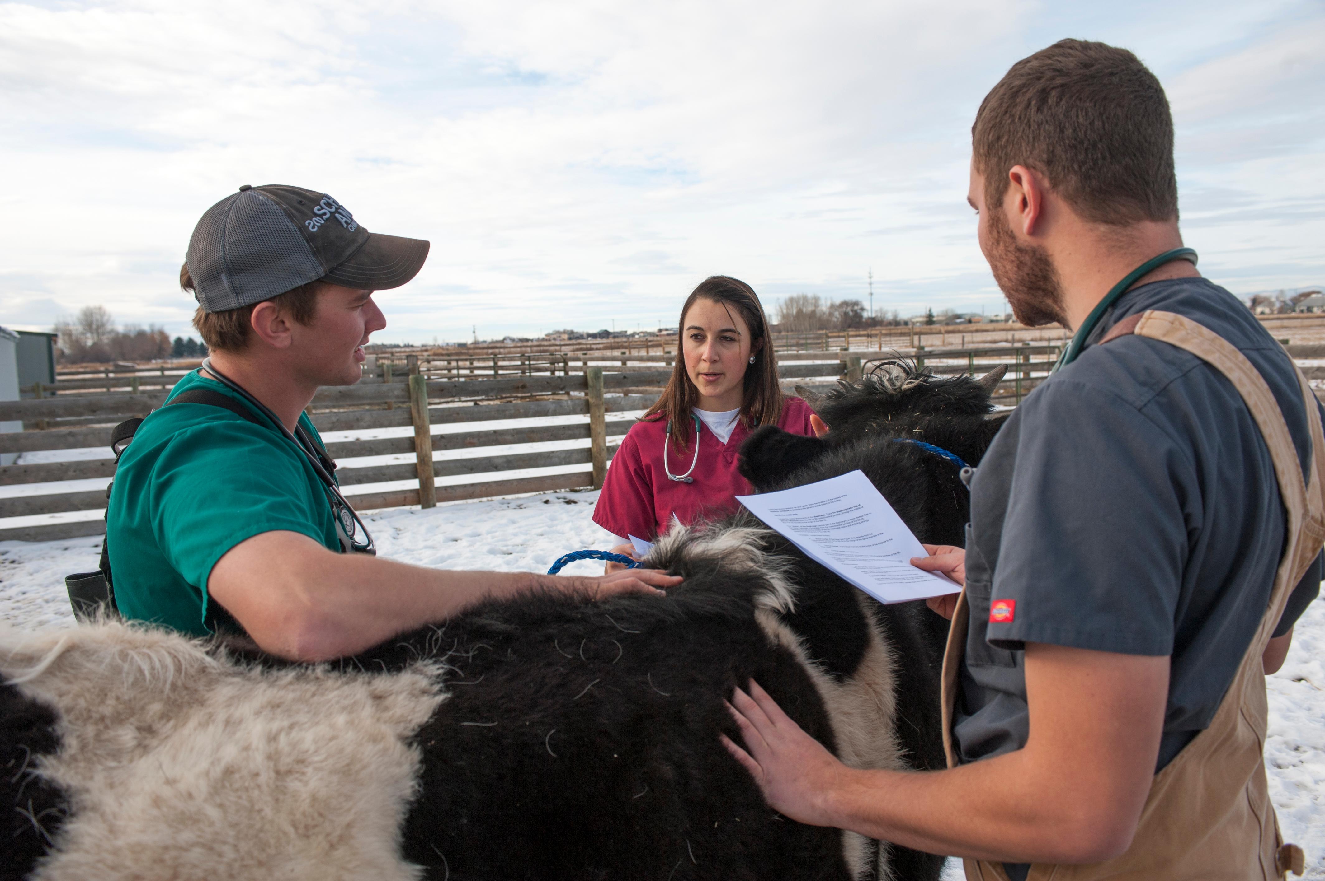 Three students talking next to a cow