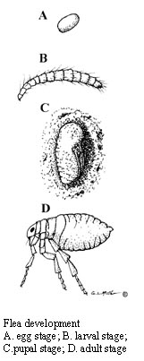 Fleas anatomy