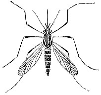 Dengue