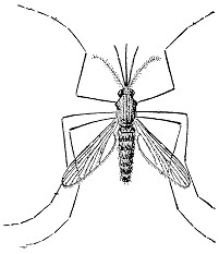 anopheles mosquito