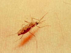 Adult Anapheles