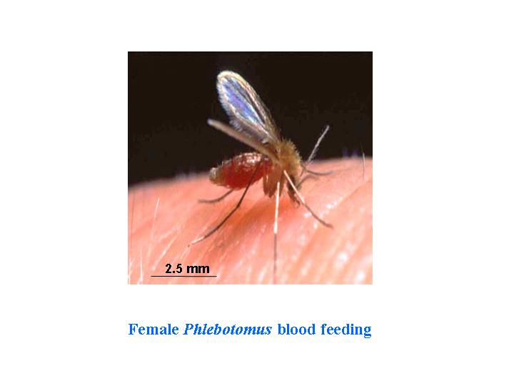female phlebotomus blood feeding
