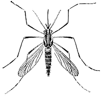 bug