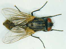 house fly 