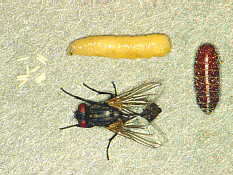stages of house fly
