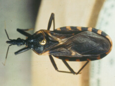 adult bug