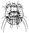 scabies mite