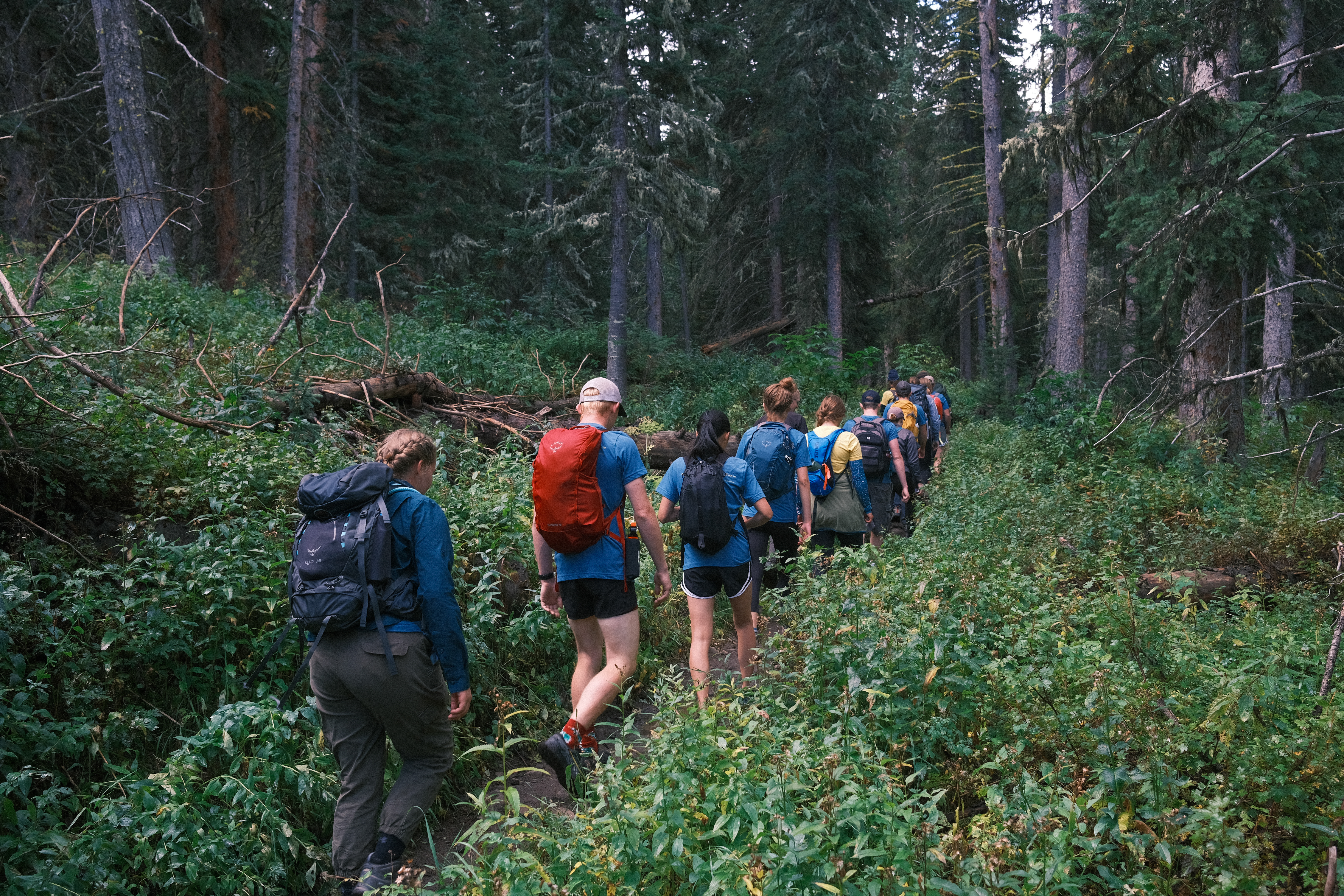students walking through the forest