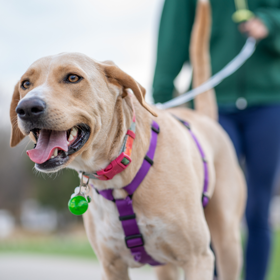 Pet Procedures
