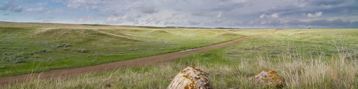 Grassy plains with dirt road going through