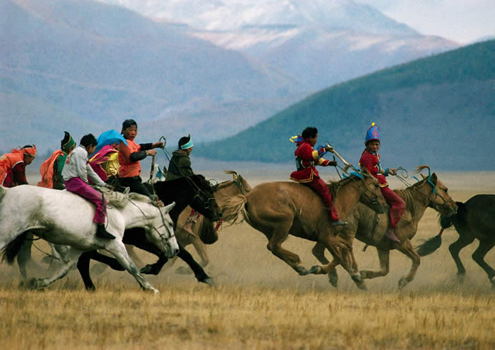 Horses in Mongolia