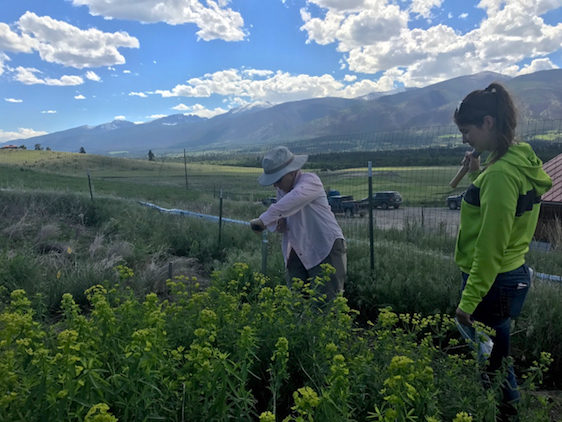 IoE affiliates and their students engage in hands-on research across Montana