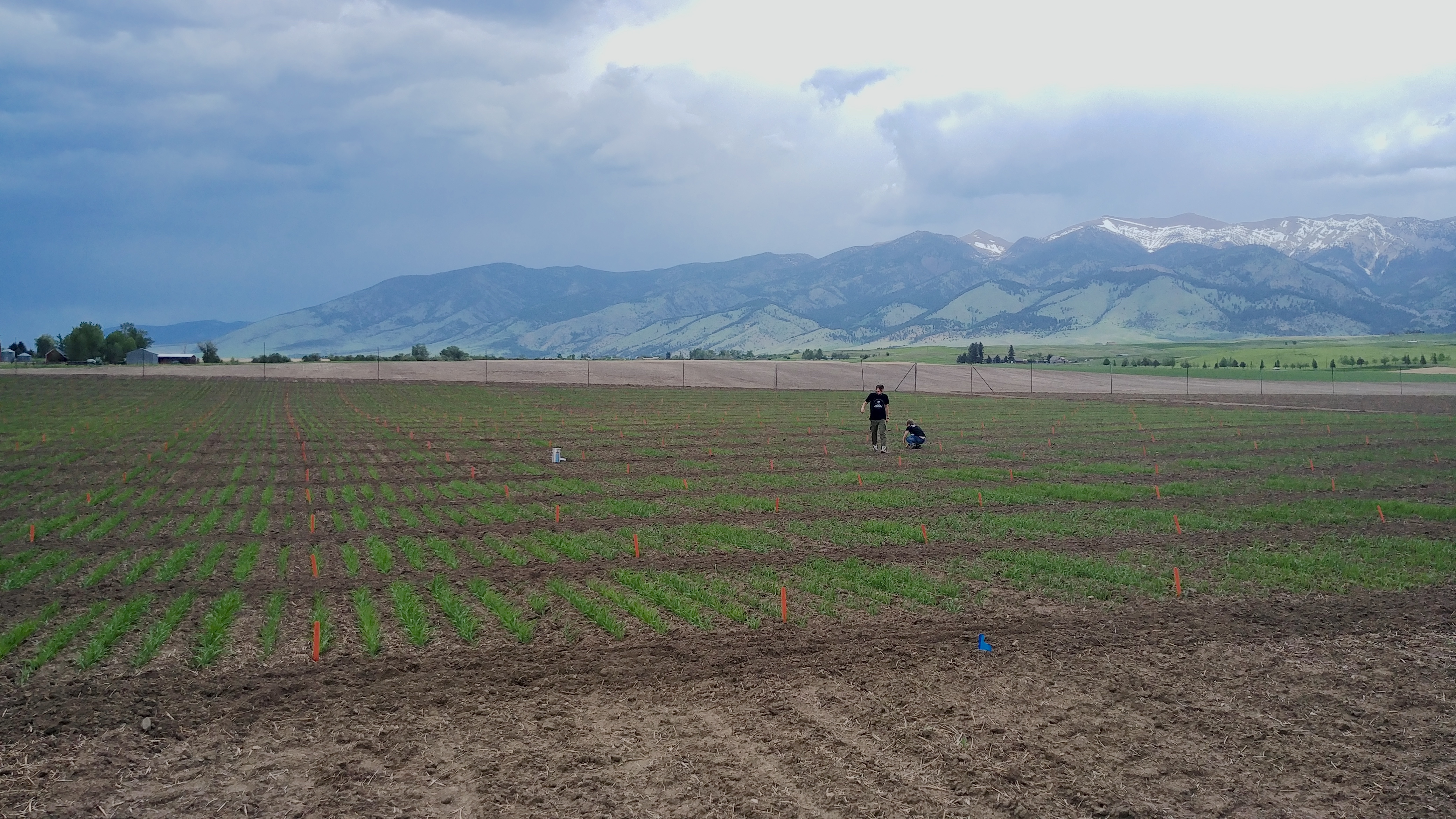 Lutz Farm Landscape 2019 early season