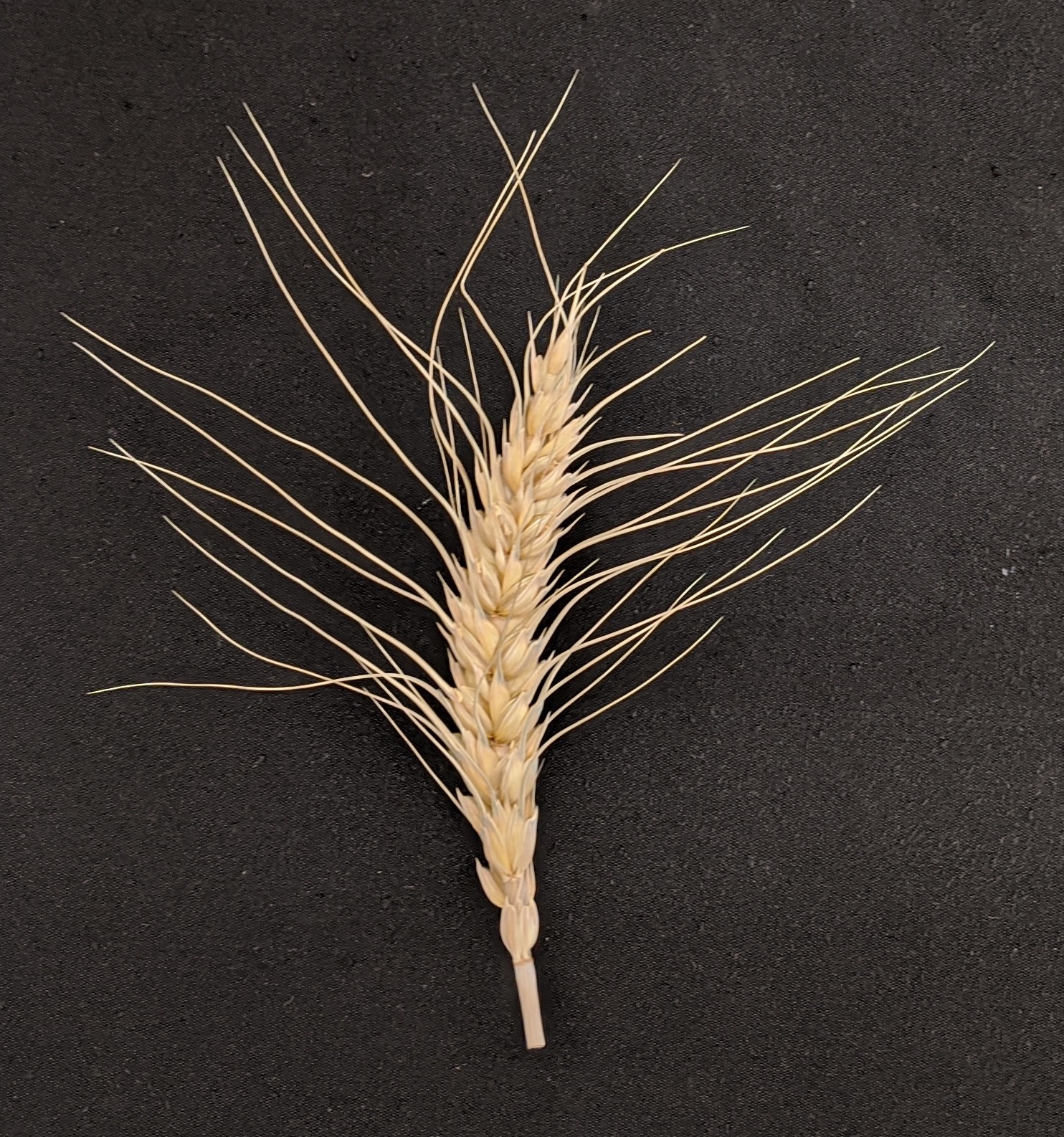 barley close up in the field