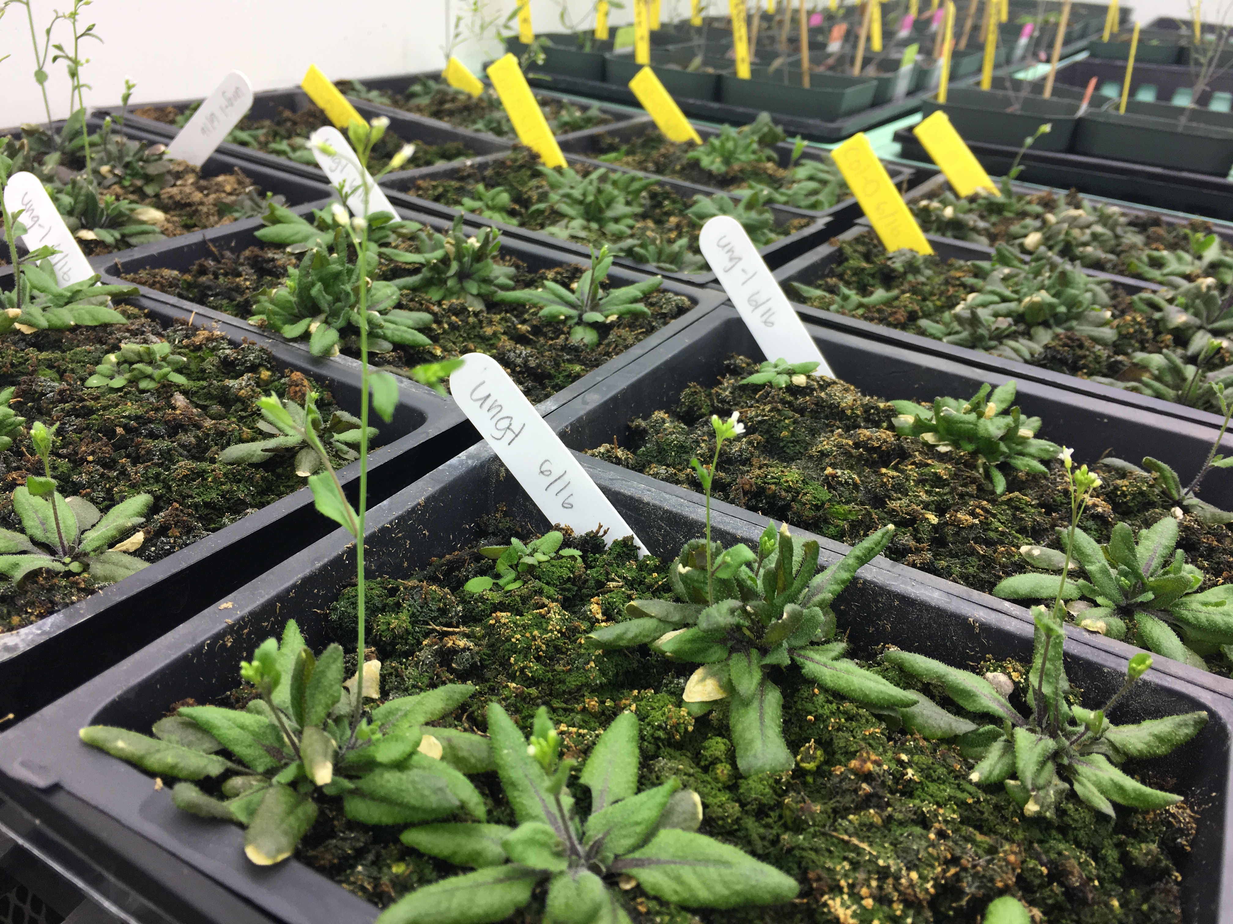 Arabidopsis thaliana picture in greenhouse