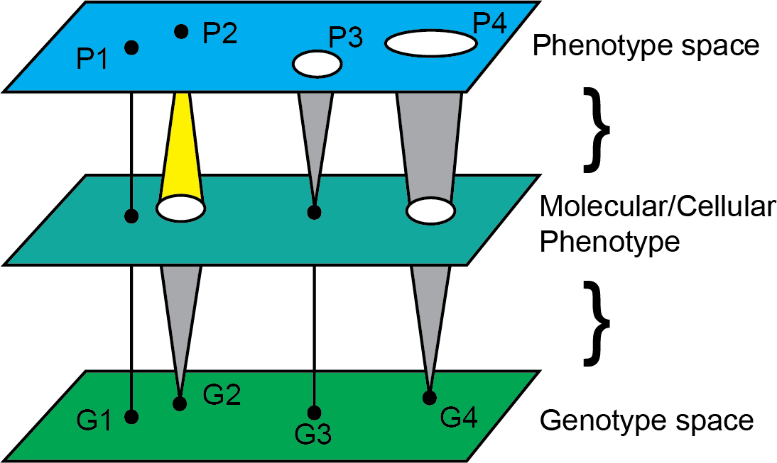 genotype to phenotype mapping