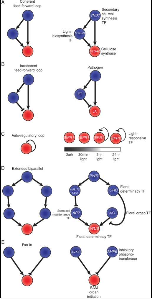 examples of different pathways leading to genetic robustness