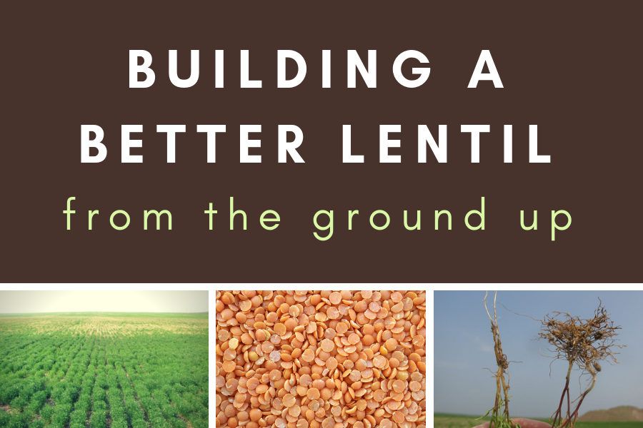 Building a Better Lentil from the Ground Up