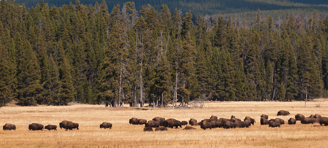 Montana State student publishes research on bison distribution and abundance over past 20,000 years 
