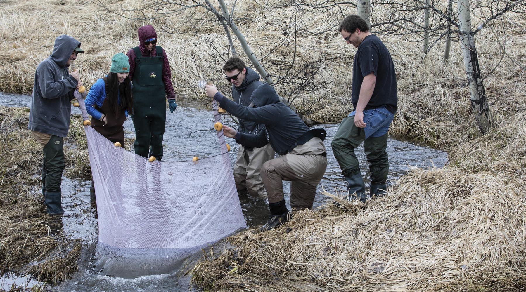 Students and Faculty managing a net at a stream