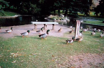 duckpond