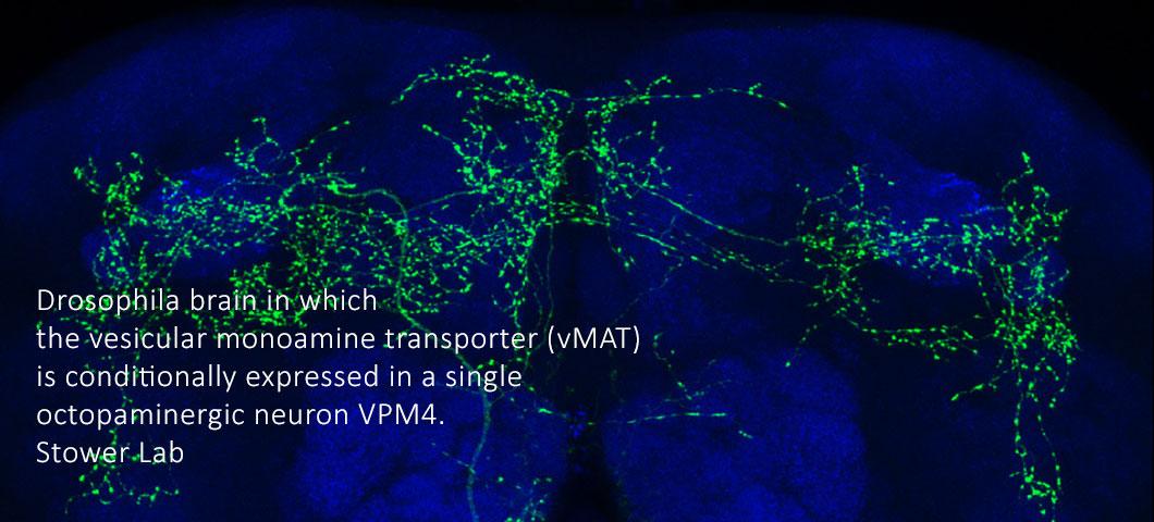 Drosophila brain in which
the vesicular monoamine transporter (vMAT)
is conditionally expressed in a single
octopaminergic neuron VPM4.
Stower Lab