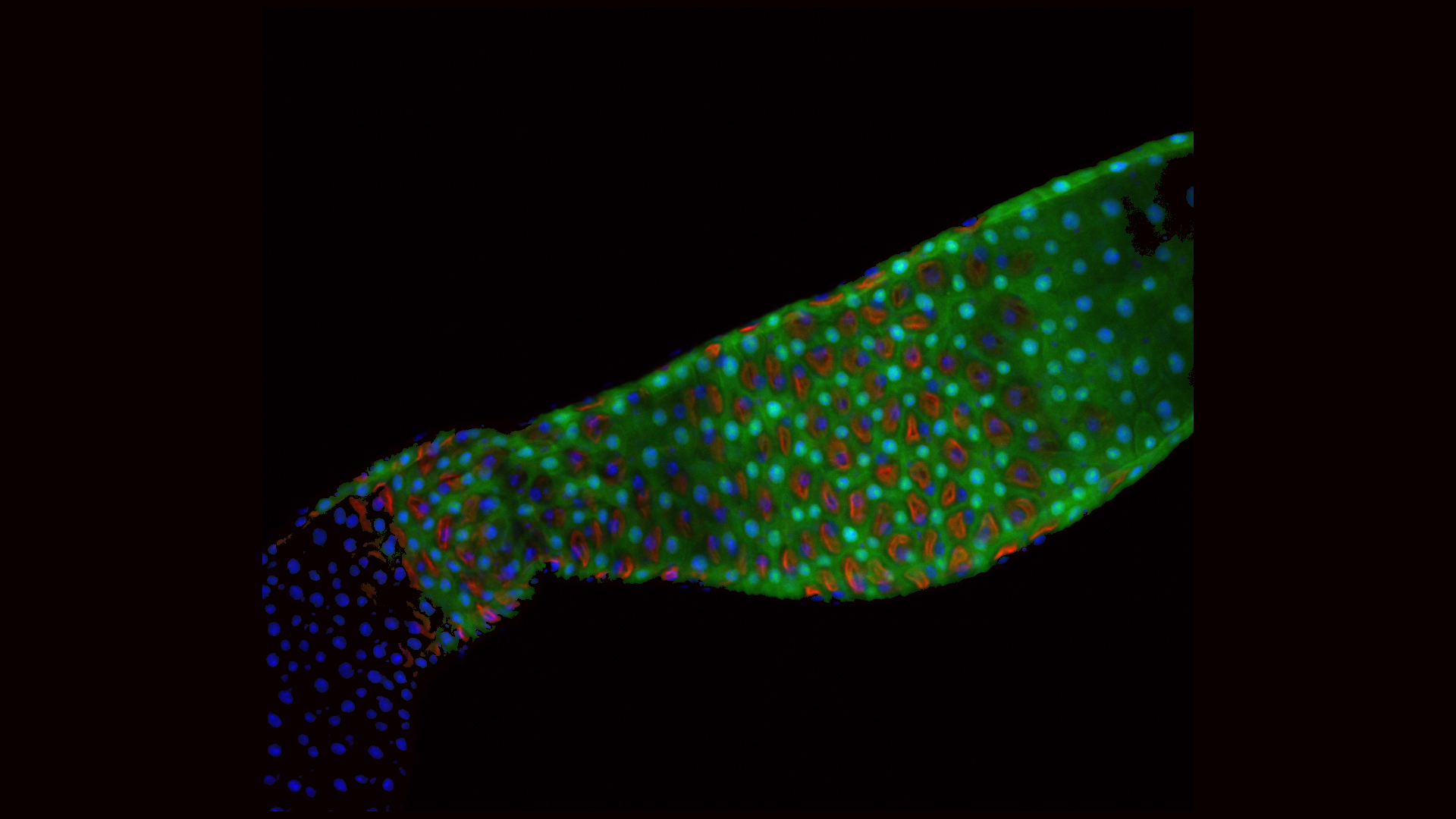 The adult fly gut with acid-secreting cells in red