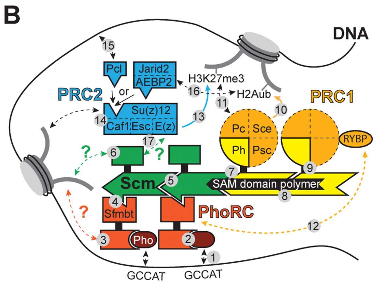 Hypothetical genetic and biophysical interactions in Polycomb silencing