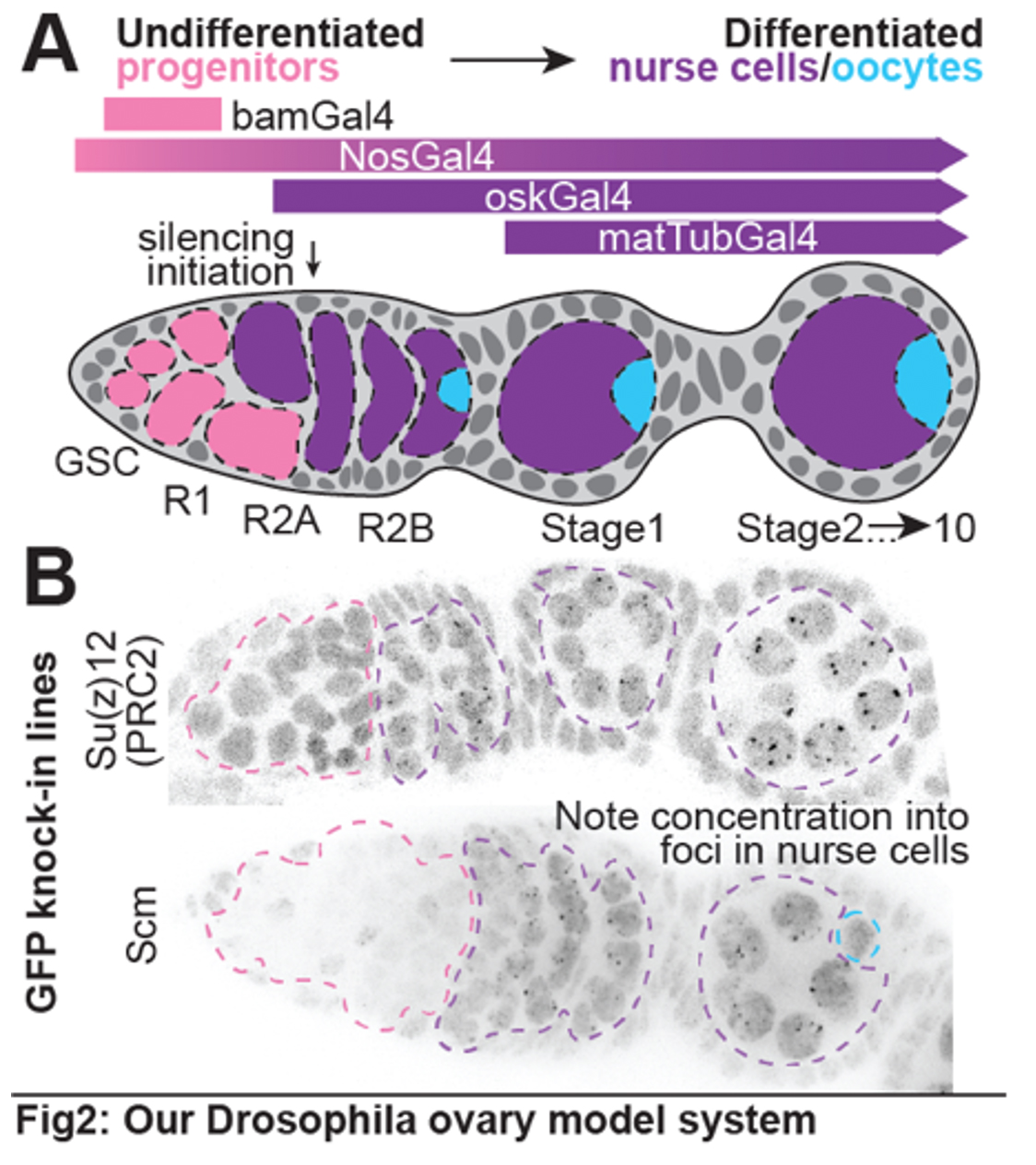 schematic of the fly ovary system