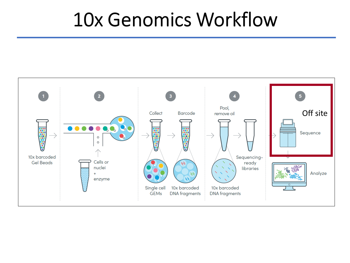10x Genomics Workflow