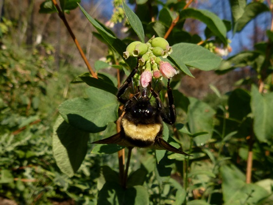 Honey bee on plant