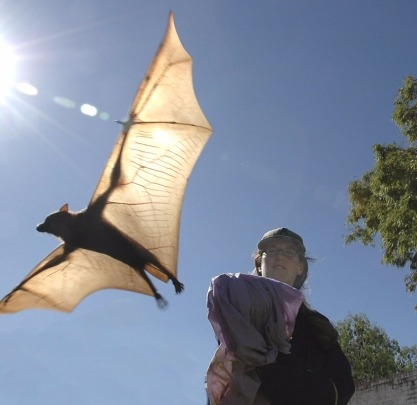 Dr. Plowright with bat placeholder image