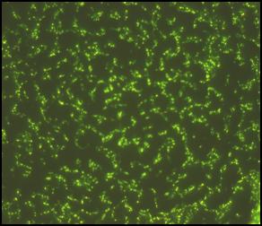 Micro Bacteria