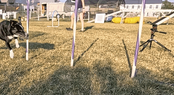 Black dog running through weave poles outdoors in slow motion
