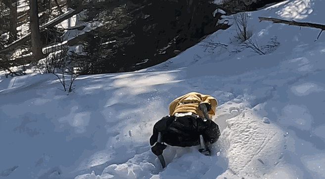 Robot dog stuck in snow