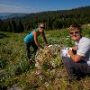 Alpine Ecology