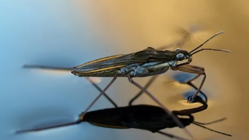 water skipper on water