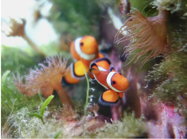 Zoe Pratte News Feature Clownfish