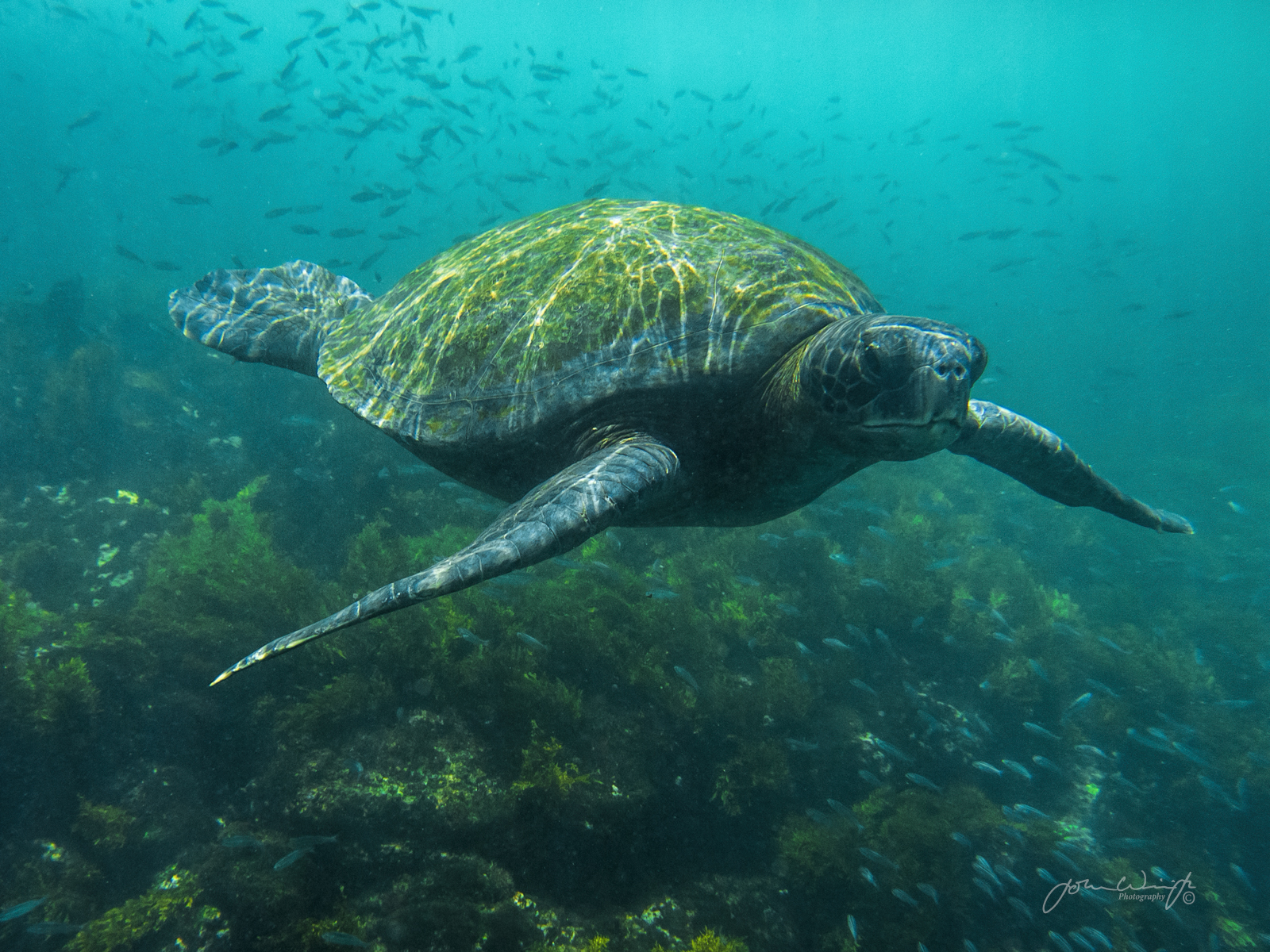 Galapagos turtle